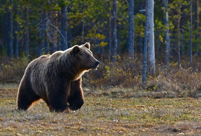 Bear market bottom